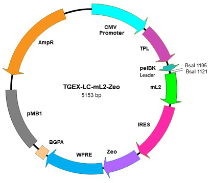 TGEX-LC-mL2-Zeo map